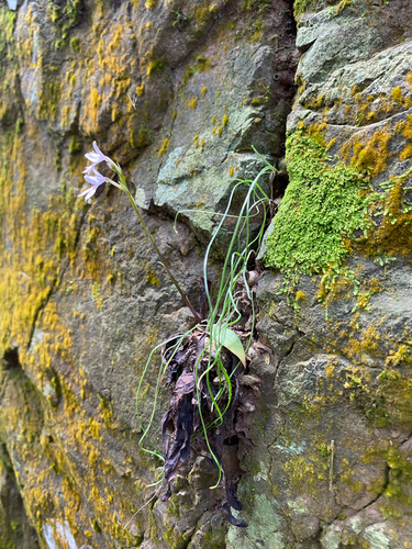 Stenoglottis woodii, photograph 6