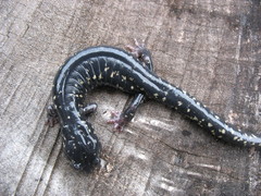 Aneides flavipunctatus