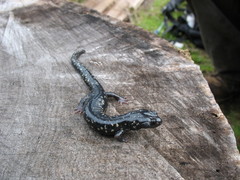 Aneides flavipunctatus