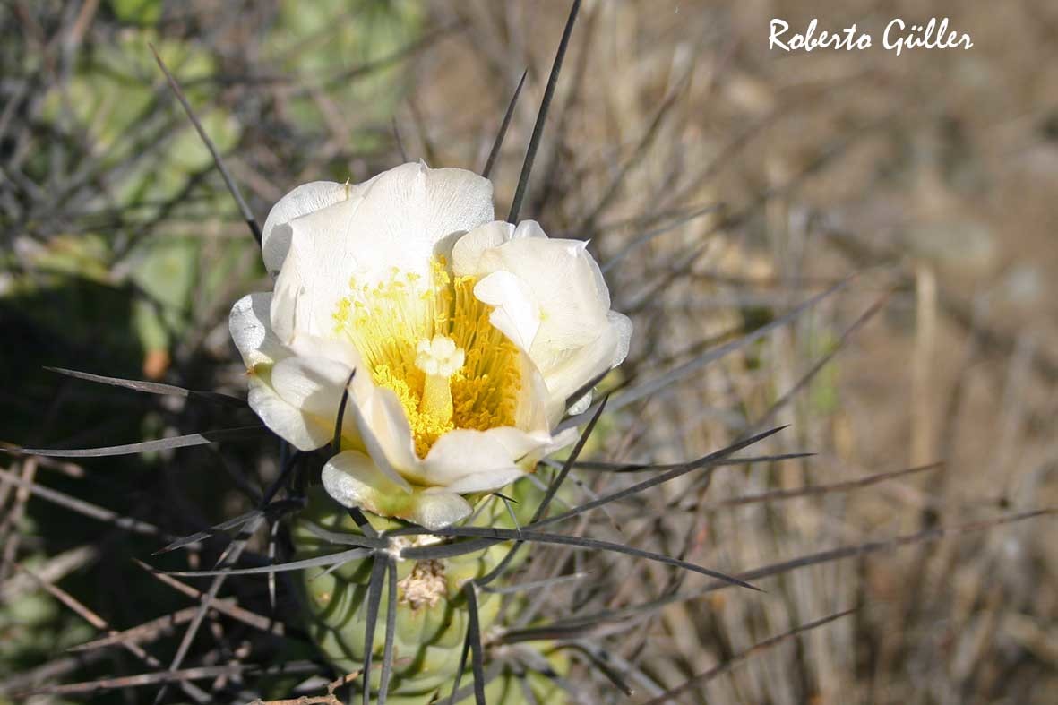 Tephrocactus aoracanthus