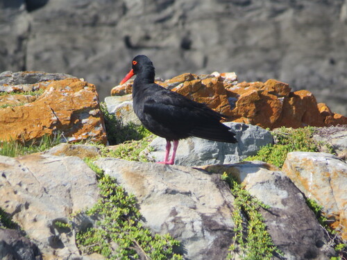 iNaturalist: (c) danielvolpin, some rights reserved (CC BY-NC) iNaturalist image