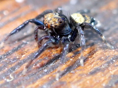 Thorelliola ensifera