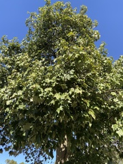 Platanus