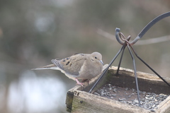 Zenaida macroura carolinensis