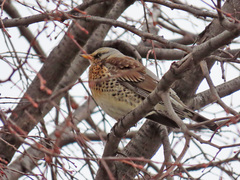 Turdus pilaris