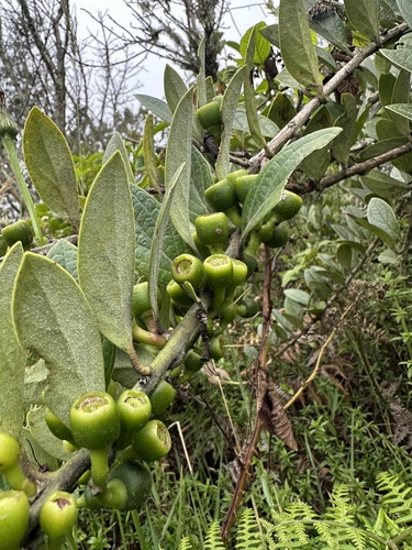 Guayapa (Macleania hirtiflora)