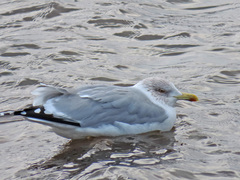 Larus argentatus