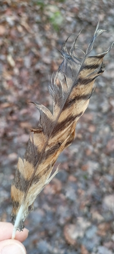 View observation of {o.common_name} on iNaturalist