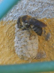 Megachile pyrenaica