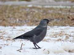 Corvus monedula