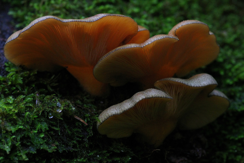 Sarcomyxa serotina · January 2026 · photo: © wildeep (iNaturalist, cc-by)