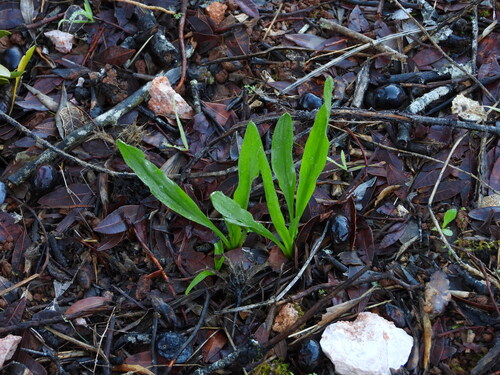 Biarum tenuifolium, photograph 4