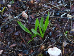 Biarum tenuifolium, photograph (c) Duarte Frade, some rights reserved (CC BY)