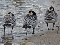 Branta leucopsis