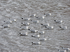 Larus canus