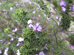 Indigofera candolleana