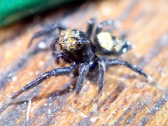 Thorelliola ensifera