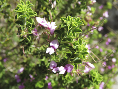 Indigofera candolleana