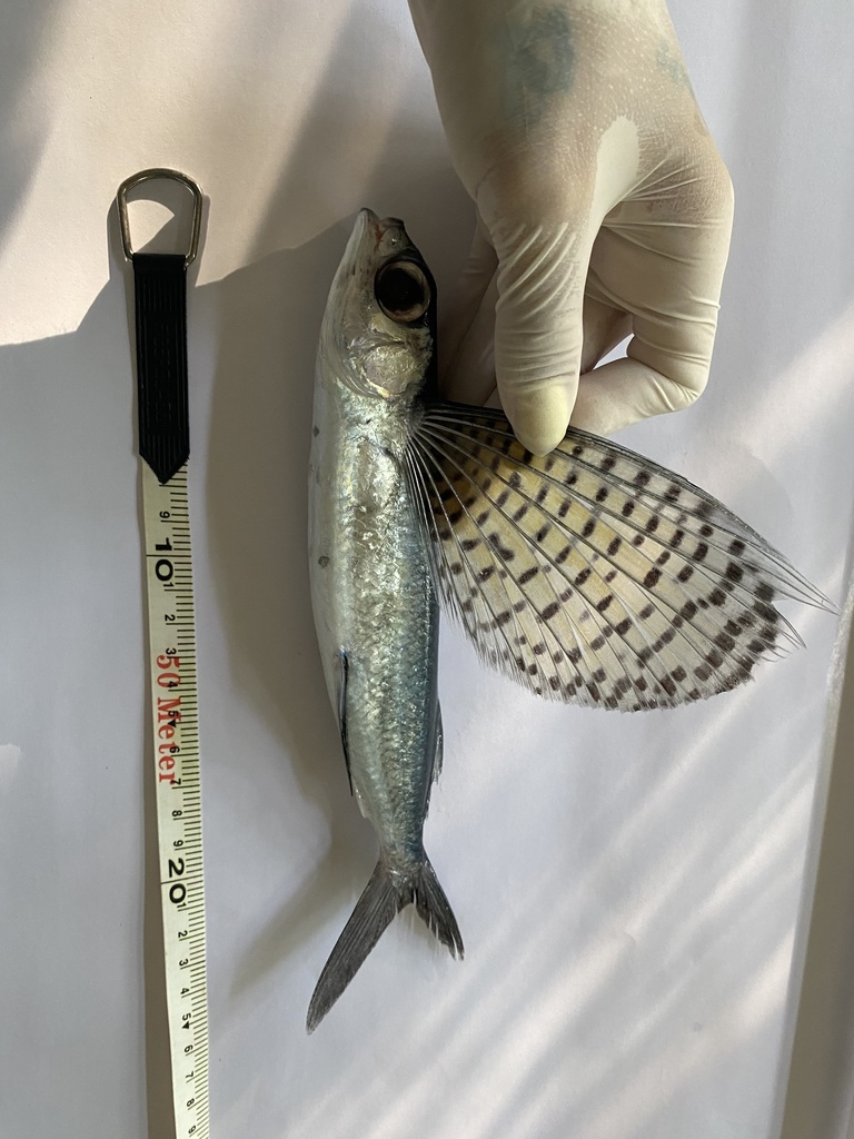 Beautyfin flyingfish (Cypselurus callopterus) — Exocoetidae