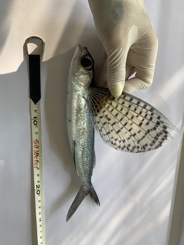 Beautyfin flyingfish (Cypselurus callopterus) — Exocoetidae