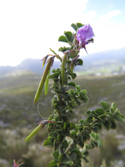Indigofera candolleana