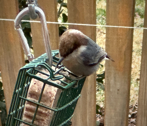 Brown-headed Nuthatch (Sitta pusilla)