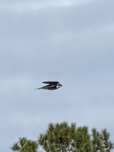Tree Swallow (Tachycineta bicolor), photo 9