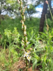Chlorophytum bowkeri, photograph (c) Daniela Orsmond, some rights reserved (CC BY)