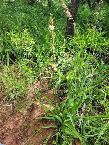 Chlorophytum bowkeri, photograph 3