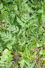 Chaerophyllum villarsii