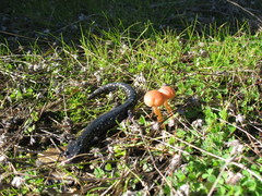 Aneides flavipunctatus