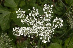 Chaerophyllum villarsii