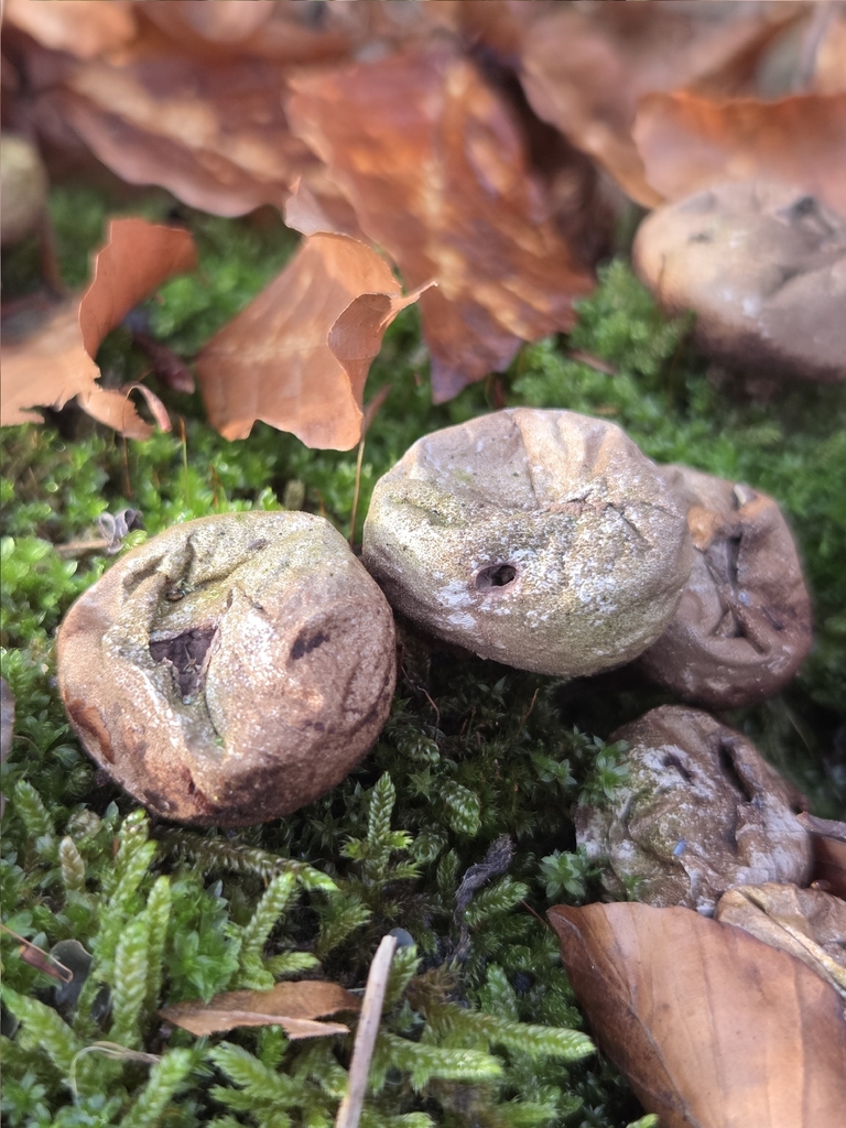 Apioperdon pyriforme · January 2026 · photo: © chrismoss (iNaturalist, cc-by)
