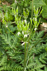 Chaerophyllum villarsii
