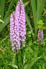 Dactylorhiza maculata