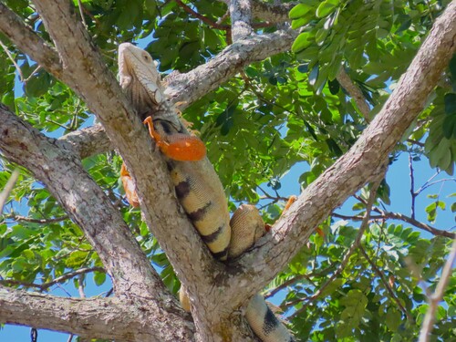 Green Iguana