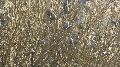 Unknown species found near Aztec, NM 87410, USA