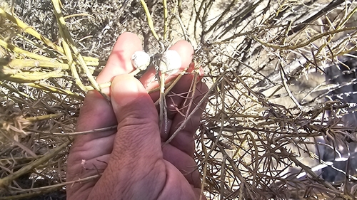 Unknown species found near Aztec, NM 87410, USA