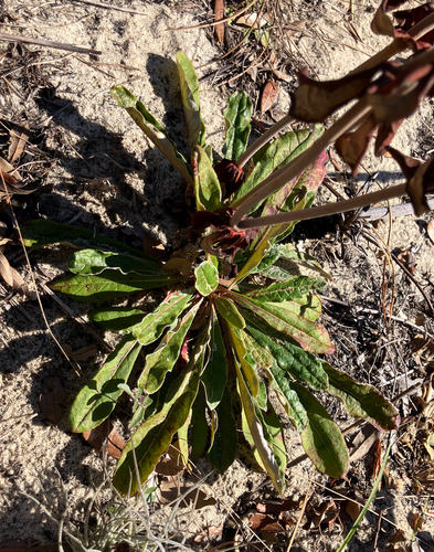 Dogtongue Buckwheat (Eriogonum tomentosum)