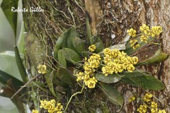 Trichocentrum pumilum