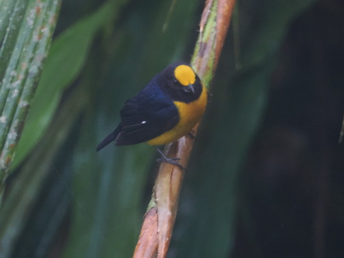 Orange-bellied Euphonia (Euphonia xanthogaster), photo 7