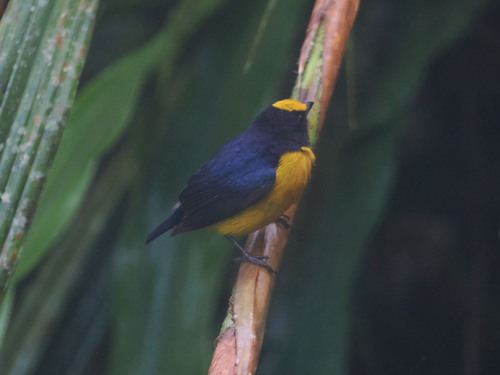 Orange-bellied Euphonia (Euphonia xanthogaster), photo 8