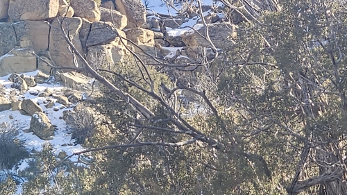 Juniper Titmouse (Baeolophus ridgwayi), photo 3
