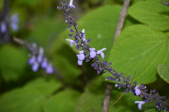 Salvia roscida