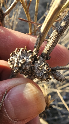 Unknown species found near Aztec, NM 87410, USA
