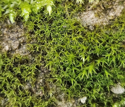 Didymodon rigidulus, 2026-01-14