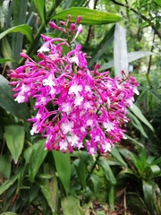 Epidendrum porphyreum