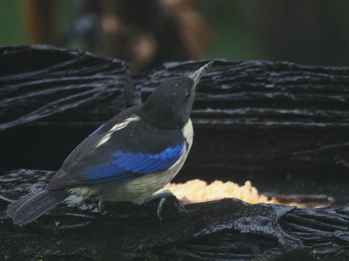 Golden-collared Honeycreeper (Iridophanes pulcherrimus), photo 9