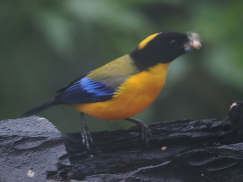 Black-chinned Mountain Tanager (Anisognathus notabilis), photo 2