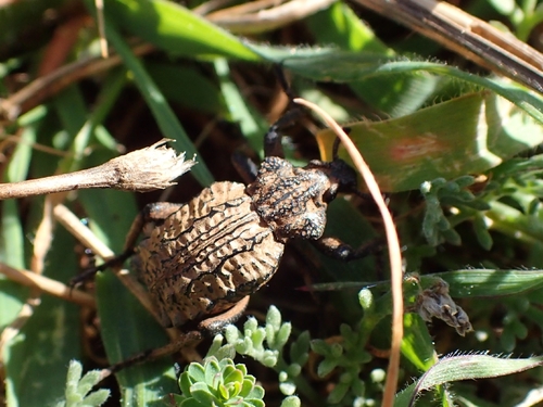 Garlic weevil